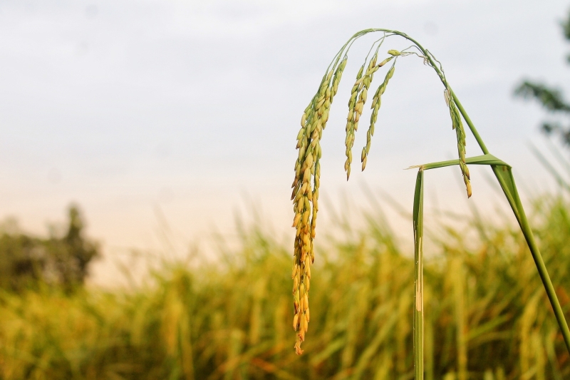 Agricoltura: Lollobrigida, grazie a resistenza settore