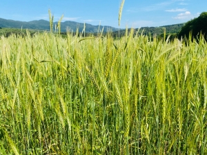 ACLI E ACLI TERRA CALABRIA - GIORNATA DEL RINGRAZIAMENTO 2023: LO STILE COOPERATIVO PER LO SVILUPPO DELL’AGRICOLTURA