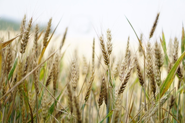 AGRICOLTURA. UCRAINA: CIA: &#039;SPECULAZIONE CON BEFFA PER AGRICOLTORI, GRANO DURO CROLLA -45 EURO A TONNELLATA&#039;, MENTRE IL PREZZO DELLA PASTA SALE