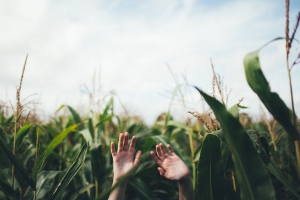 AGRICOLTURA. ISTAT: AZIENDE IN CALO IN TUTTE REGIONI, PICCO AL CENTRO-SUD RIDUZIONE NUMERO AZIENDE È MAGGIORE NEL SUD (-33%) E ISOLE (-32,4%)